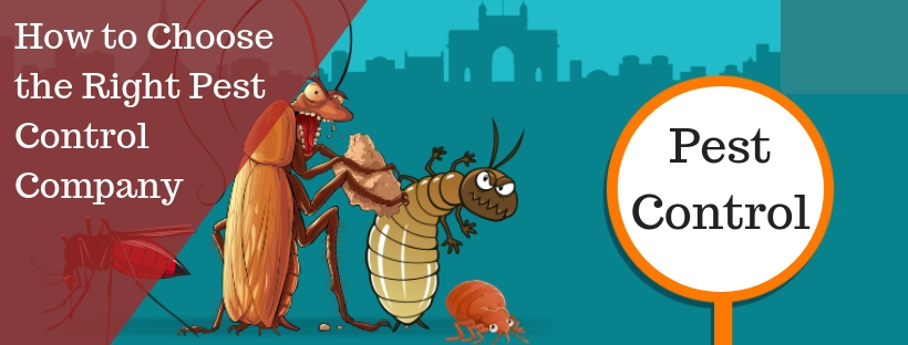 How to Choose the Right Pest Control Company in Gurgaon? - Termite Control  in Gurgaon
