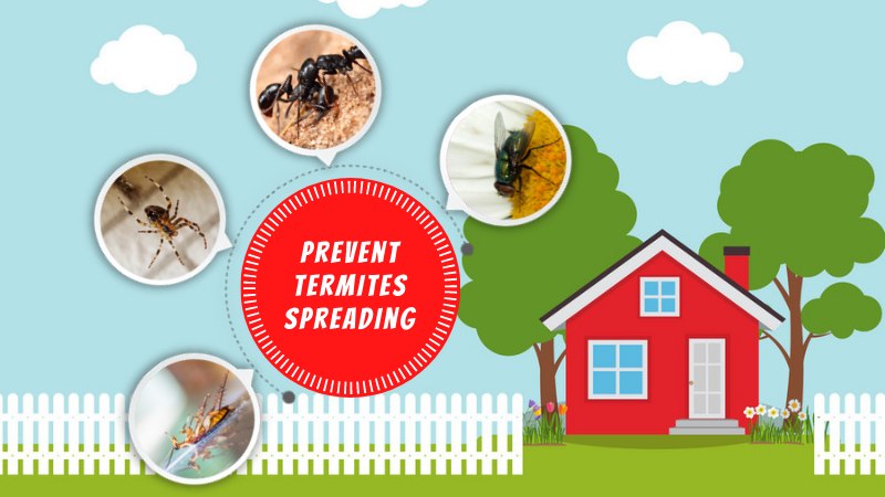 How to Prevent Termites Spreading in Your Home